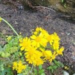 Senecio ampullaceus Flower