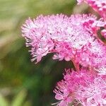 Filipendula rubra Flor