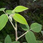 Desmodium maxonii Leaf
