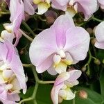 Phalaenopsis spp. Kukka