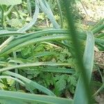 Allium oleraceumLeaf