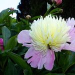 Paeonia lactiflora Floare