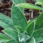 Cynoglossum amabile Folha