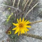 Helianthus occidentalis Flower