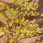 Solidago odora Λουλούδι