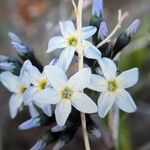 Amsonia ciliata Kvet