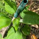 Catalpa speciosa Φύλλο