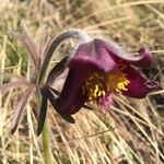 Anemone pratensis Λουλούδι