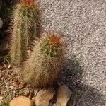 Echinocereus engelmannii Liść