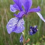 Iris sibirica Fiore