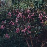 Rhododendron dielsianum Hábito