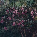 Rhododendron dielsianum Hàbitat