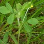 Trifolium campestre Blatt