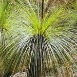 Xanthorrhoea australisFolha