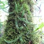 Dichaea hystricina Хабит