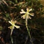 Silene waldsteinii Flor