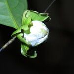 Diospyros bipindensis Fruto