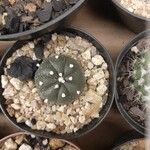 Astrophytum asterias樹皮