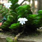 Angraecum distichum Hábito