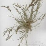 Eragrostis pilosa موطن