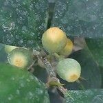 Ficus deltoidea Fruit