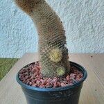 Mammillaria standleyi Hoja