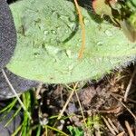 Hieracium albiflorum Blatt