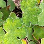 Geranium renardii Leaf