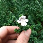 Prostanthera cuneata Flower