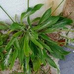 Plantago argentea Fulla