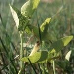 Aristolochia pallida Habit