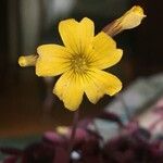 Oxalis spiralis Flower