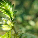 Astragalus sesameus Leaf