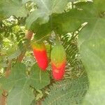 Coccinia grandis Fruit