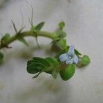 Bacopa salzmannii Altul/Alta