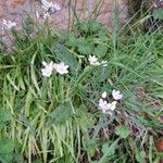 Allium massaessylum Flower