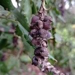 Garrya elliptica Fruit