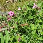 Silene dioicaFlower