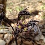 Caulophyllum thalictroides Blüte