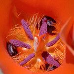 Calochortus kennedyi Flower
