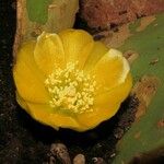 Opuntia ficus-indicaЦвят