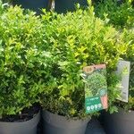 Buxus sempervirens叶