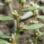 Polygonum plebeium Fleur