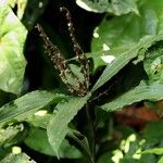 Polyspatha paniculata Habitus