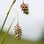 Carex magellanica Ffrwyth