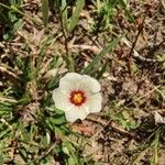 Sida linifolia Flower