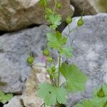 Chaerophyllum nodosum Natur