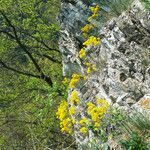 Aurinia saxatilis Natur