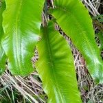 Asplenium scolopendriumYaprak