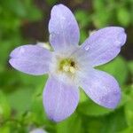Campanula lactiflora Květ